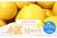 【先行予約】土佐小夏 Mサイズ 約5kg 36個前後 日向夏 みかん ニューサマーオレンジ 柑橘 フルーツ