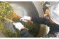高知県産はぶ茶セット昔ながらの鉄釜を使い職人が手炒りしてます 【香稜苑】 [ATBQ002]