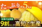 【先行予約】南国高知温室土佐文旦 約5kg 7玉 ぶんたん 果物 フルーツ 高知名物