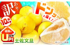 【訳あり】土佐文旦 約10kg 追熟旨味UP 家庭用サイズ S～2L ブンタンぶんたん 〈2025年2月～発送〉 【グレイジア株式会社】 [ATAC474] 訳あり 不揃い 規格外