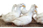 土佐鴨モモ肉【骨なし】（フレッシュ冷蔵）2羽分（約600ｇ～約800ｇ） | 土佐鴨・土佐ジロー飼育研究会