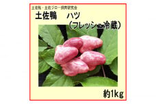 土佐鴨 ハツ (フレッシュ冷蔵) 約1kg 土佐鴨 土佐ジロー飼育研究会 カモ かも 心臓 【グレイジア株式会社】 [ATAC593] 鴨 かも カモ とさがも 肉