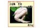 土佐鴨 手羽 (フレッシュ冷蔵) 約1kg 土佐鴨 土佐ジロー飼育研究会  [ATAC594]