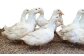 土佐鴨 かも鍋セット 土佐鴨 土佐ジロー飼育研究会  [ATAC585]