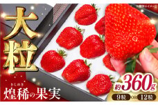 【先行予約】煌稀の果実 大粒 苺  約360g (9または12粒) 高知市春野町産〈2026年1月上旬～2026年4月上旬頃発送〉 /  いちご イチゴ 果物 フルーツ【森強のいちご農園】[ATAS001]