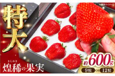 煌稀の果実  特大 苺 (約600g 9または12粒)  高知市春野町産 /  いちご イチゴ 果物 フルーツ 【森強のいちご農園】[ATAS002]