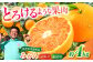 みかん ミカン 蜜柑 甘い 美味しい おすすめ