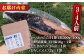 高知厳選1本釣り本わら焼き「田野屋銀象シリーズ 極カツオのたたき (3~4人前) 完全天日塩付 (田野屋銀象ソルト) 」数量限定