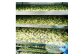 高知乾燥野菜ミックス 約100g×3袋セット  [ATAC530]