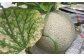 【先行予約】高知市 春野町産 マスクメロン 2玉 (約2.8kg~約3.4kg 箱重量込み) 