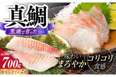 土佐黒潮真鯛ロイン（皮なし）2枚（約500～700g）【株式会社　羽根】 [ATCK015]
