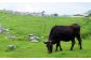 土佐黒牛　モモ・バラ焼肉セット　各約200g×3【高知県食肉センター株式会社】 [ATFC008]