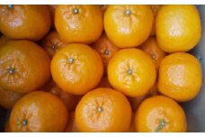 甘酸絶妙味のポンカン　秀品（贈答用）2L【土佐丸咲柑橘園】[ATFM002]