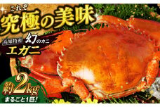 数量限定 希少品 浦戸湾産 エガ二 約2キロ(1匹)【土佐の廣丸】 [ATAL003]