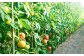 【4回定期便】高知県産 土佐季節の野菜詰め合せセット/3ヵ月に1回 野菜 定期 お野菜 高知 やさい 季節もの【香稜苑】 [AT