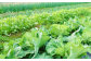 【6回定期便】高知県産 土佐季節の野菜詰め合せセット/隔月 2ヵ月に1回 野菜 定期 お野菜 高知 やさい 季節もの 【香稜苑】