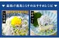 釜揚げ龍馬しらす 約250g×4パック　【株式会社　七和】 [ATAX018]