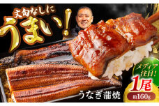 高知県産 うなぎ 長蒲焼1尾 約160g×1 (1〜2人前)/ 鰻 ウナギ 土用丑の日 高知産 うなぎ 【土佐黒潮水産】 [ATCQ011]