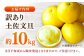 ぶんたん 文旦 土佐文旦 果物 柑橘 フルーツ デザート 期間限定 数量限定 季節限定 高知