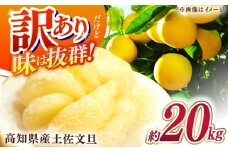 【先行予約】高知県産 訳あり 土佐文旦 約20kg 〈2026年2月〜発送〉 / 傷 シミの訳アリ  大容量 ぶんたん 文旦 訳あり わけあり 果物 【株式会社　四国健商】 [ATAF150]