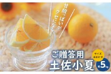 贈答用 土佐小夏 約5kg サイズお任せ(2S〜L)〈2025年4月〜発送〉/ 高知 土佐 小夏 柑橘 果物 フルーツ 贈り物 贈答 ギフト プレゼント くだもの みかん【株式会社　四国健商】 [ATAF005]