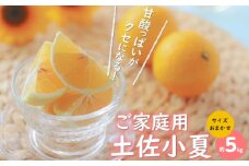 ご家庭用 土佐小夏 約5kg サイズお任せ(2S〜L)〈2025年4月〜発送〉/ 高知 土佐 小夏 柑橘 果物 フルーツ 家族 くだもの みかん【株式会社　四国健商】 [ATAF006]