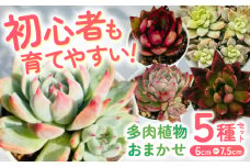 多肉植物 初心者さんも育てやすい エケベリア おまかせ 5種セット / 植物 インテリア 苗 自然 ナチュラル 緑 置物 初心者 栽培 【mucca】 [ATHD001]