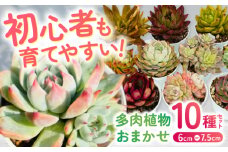 多肉植物 初心者さんも育てやすい エケベリア おまかせ 10種セット / 植物 インテリア 苗 自然 ナチュラル 緑 置物 初心者 栽培 【mucca】 [ATHD002]