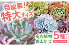 多肉植物 9センチポット 大型苗 デカベリア エケベリア おまかせ 5種セット / 植物 インテリア 苗 自然 ナチュラル 緑 置物 初心者 栽培 【mucca】 [ATHD003]