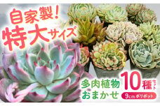 多肉植物 9センチポット 大型苗 デカベリア エケベリア おまかせ 10種セット / 植物 インテリア 苗 自然 ナチュラル 緑 置物 初心者 栽培 【mucca】 [ATHD004]