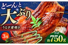 高知産 うなぎ 蒲焼き 3尾入（約250g×3尾） / 国産 うなぎ 鰻 ウナギ 蒲焼 味付き 【池澤本店】 [ATAU007]