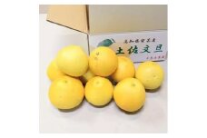 【先行予約】 千光士農園の土佐文旦 約5kg 家庭用 〈2026年2月中旬より発送〉 / 文旦 ぶんたん ブンタン 土佐文旦 柑橘 果物 フルーツ デザート 春 期間限定 季節限定 土佐 高知 【株式会社Dorago】 [ATAM062]