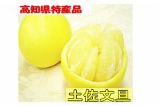 【先行予約】 高知県産 土佐文旦 秀品 約10kg ＜2026年3月上旬～発送＞ / 土佐 高知県 文旦 ぶんたん 柑橘類 みかん スイーツ 【SHOP　KEYYA】 [ATAO011]