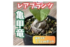 希少塊根植物（亀甲竜）/ 植物 インテリア 苗 自然 ナチュラル 緑 栽培 趣味 【見元園芸】 [ATHY002]