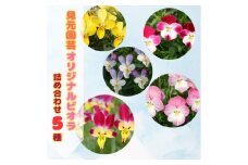オリジナルビオラ詰め合わせ（5種）/ 花 インテリア 苗 自然 ナチュラル 緑 栽培 趣味 【見元園芸】 [ATHY006]