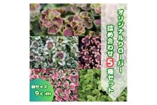 オリジナルクローバー詰め合わせ（5種）/ 花 植物 インテリア 苗 自然 ナチュラル 緑 栽培 趣味 【見元園芸】 [ATHY008]