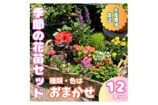 季節の花苗詰め合わせ（おまかせ12種）/ 花 インテリア 苗 自然 ナチュラル 緑 栽培 趣味 【見元園芸】 [ATHY009]