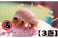 「深海王国」室戸からお届けする「活オオグソクムシ」【３匹】話題性あり 甲殻類 エビ・カニの仲間 高知県 珍しい 自然 太平洋 ジオパーク 海産物 魚介類 グソクムシ
