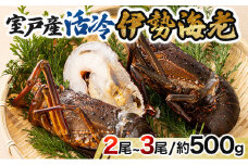 室戸産活冷伊勢海老【２～３尾】