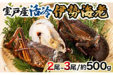 室戸産活冷伊勢海老【２～３尾】