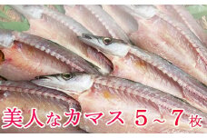 今だけ！室戸旬どれ美人カマス干物５枚以上