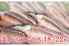 今だけ！室戸旬どれ美人カマス干物１８枚以上