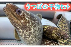 室戸産うつぼの干物セット