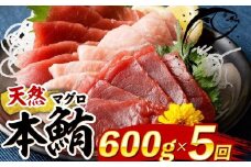 【 定期便 5回 】 厳選天然本マグロ 600g | 大トロ 中トロ 赤身 食べ比べ 刺身 刺し身 さしみ 海鮮丼 寿司 魚 ふるさと納税 限定 食べ比べ まぐろ 鮪 魚 魚介類 刺身 海鮮 まぐろ丼 手巻き寿司 冷凍 サク とろ 漬け丼 ふるさと納税定期便 ふるさと納税マグロ 20万円 10万円 頒布会 訳あり 人気 定期便 数量限定 期間限定 訳アリ 訳あり わけあり 高知県 室戸市