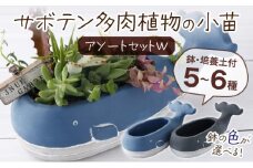 サボテン多肉植物の小苗アソートセットＷ　【寄せ植え説明書付】植物 しょくぶつ たにく 自然 雑貨 インテリア ギフト 初心者