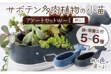 サボテン多肉植物の小苗アソートセットＷーＳ（棘なし）　【寄せ植え説明書付】
