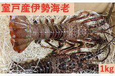 室戸産活伊勢エビ１ｋｇ