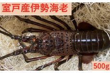 室戸産活伊勢エビ５００ｇ