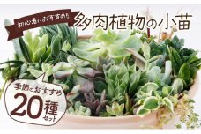 多肉植物の小苗２０本セット（２０種類アソート）