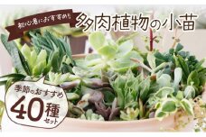 多肉植物の小苗４０本セット（４０種類アソート）